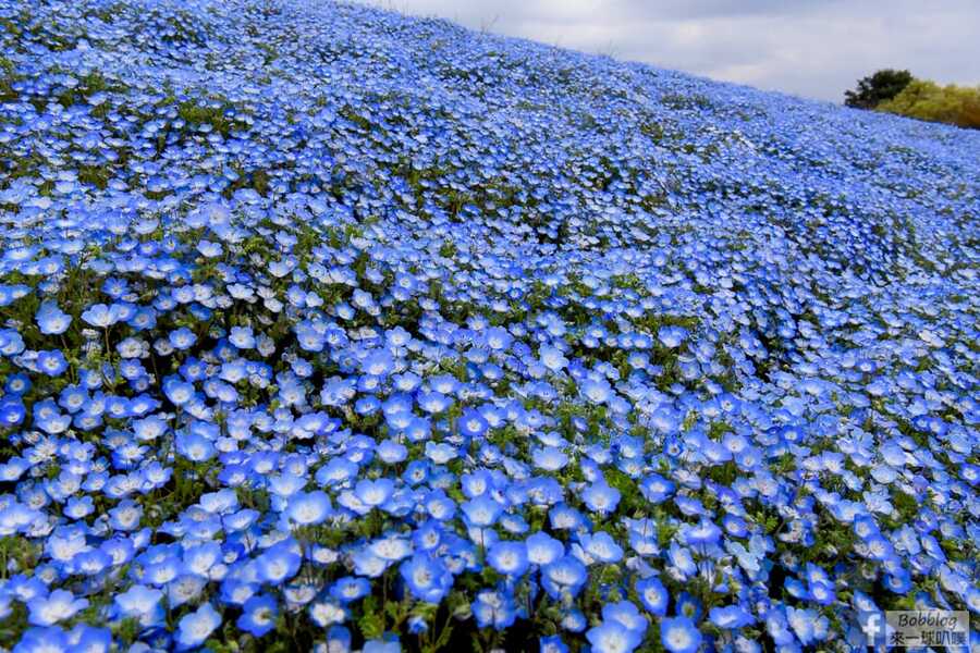 hitachi-seaside-park-28