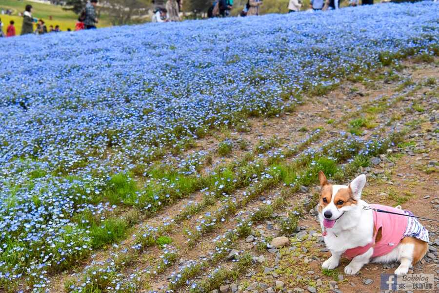 hitachi-seaside-park-30