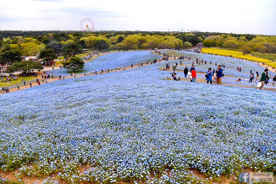 hitachi-seaside-park-31