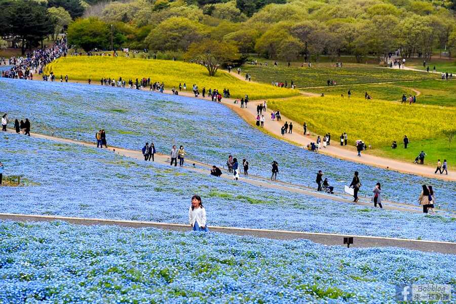 hitachi-seaside-park-32