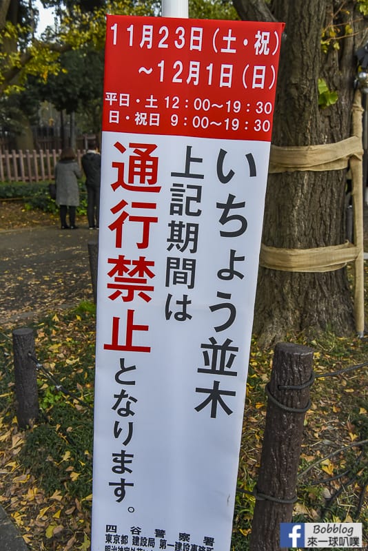 Meijijingu gaien ginkgo tree 13