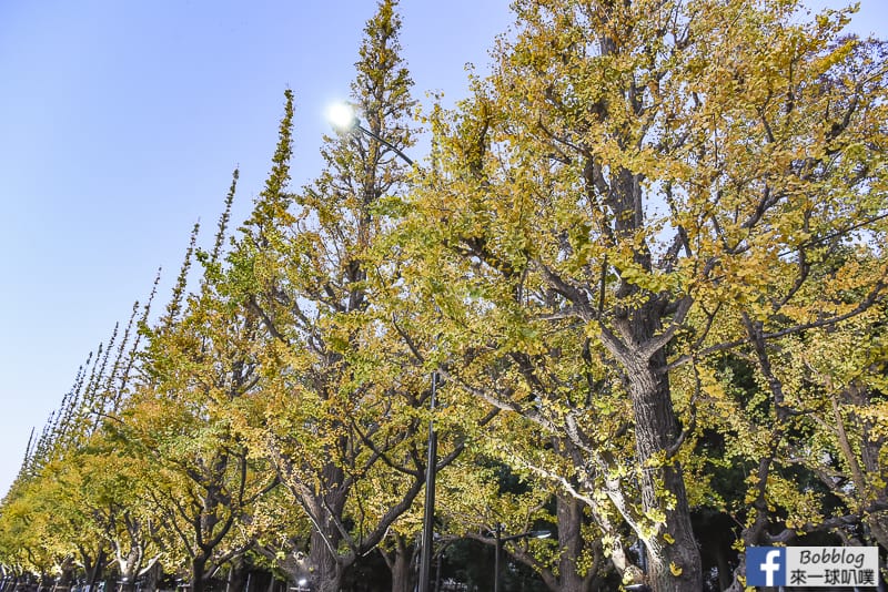 Meijijingu gaien ginkgo tree 28