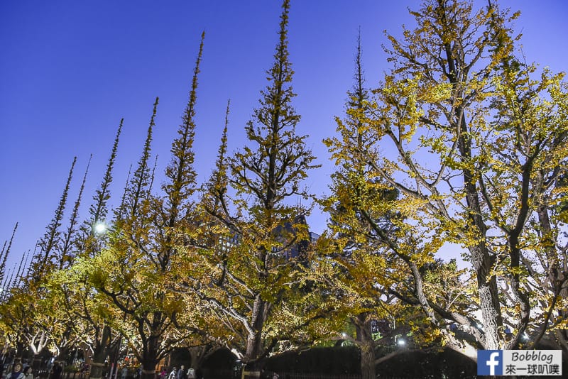 Meijijingu gaien ginkgo tree 36