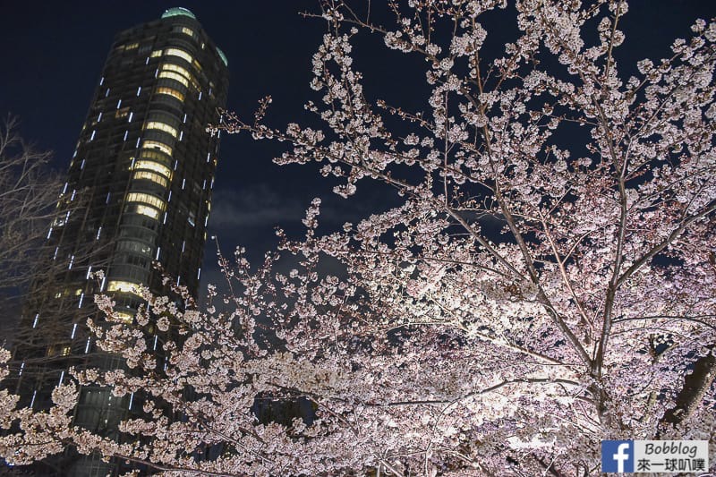 Midtown night sakura 18