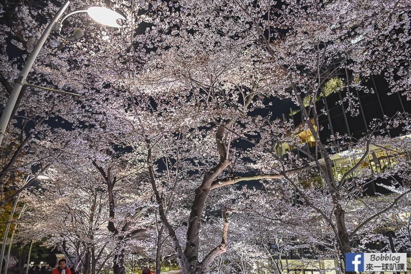 Midtown night sakura 20