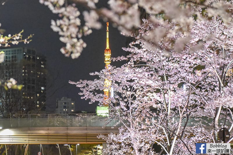 Midtown night sakura 24