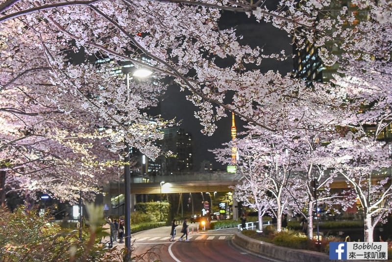 Midtown night sakura 25