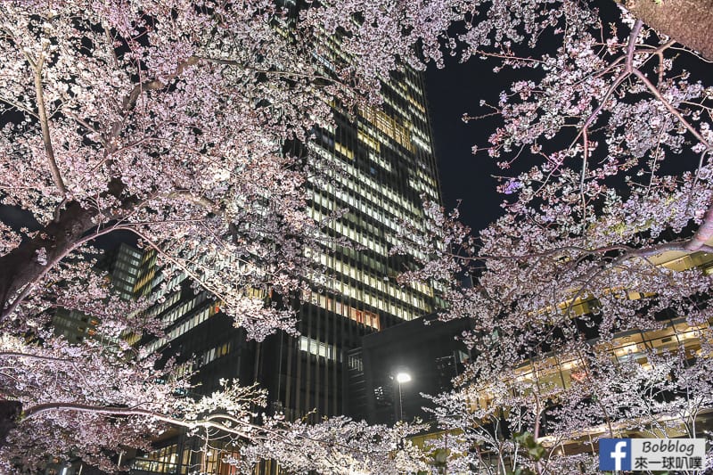 Midtown night sakura 28