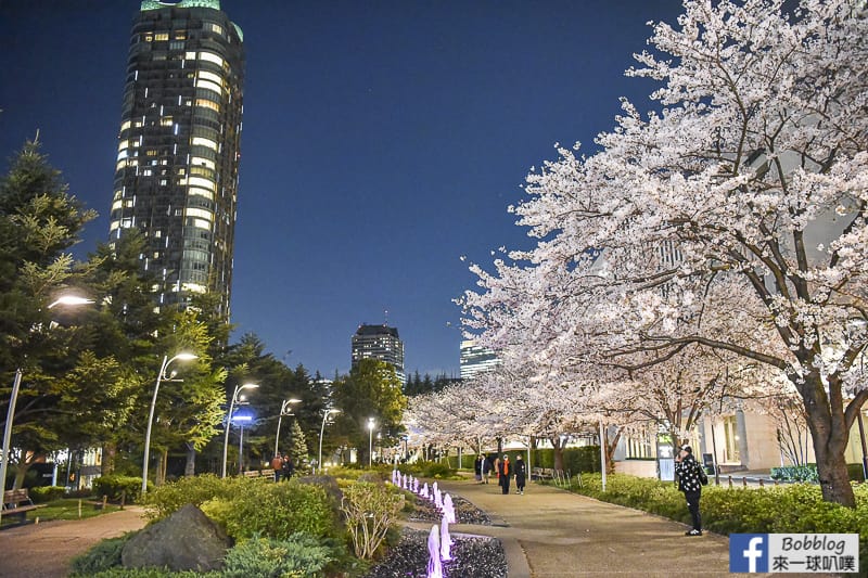 Midtown night sakura 3