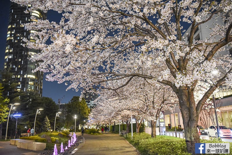 Midtown night sakura 6