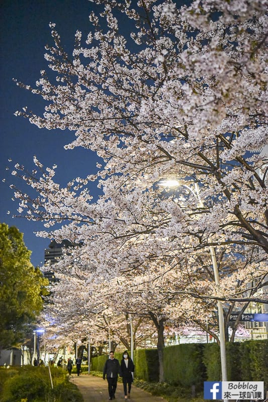 東京中城超美夜櫻、超美Tokyo Midtown櫻花隧道