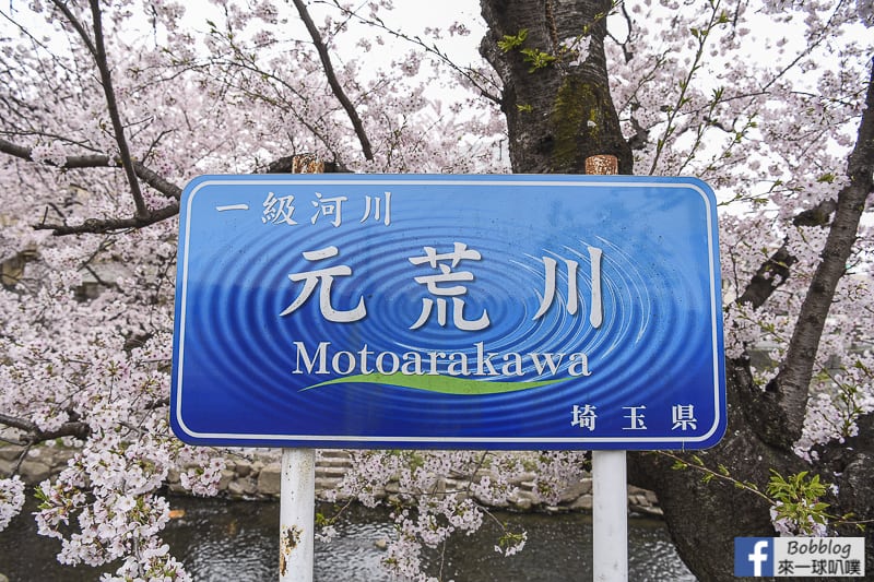 Moto arakawa river Sakura 11