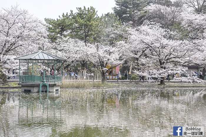 Omiya park sakura 15