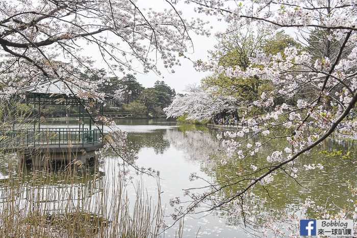 Omiya park sakura 20