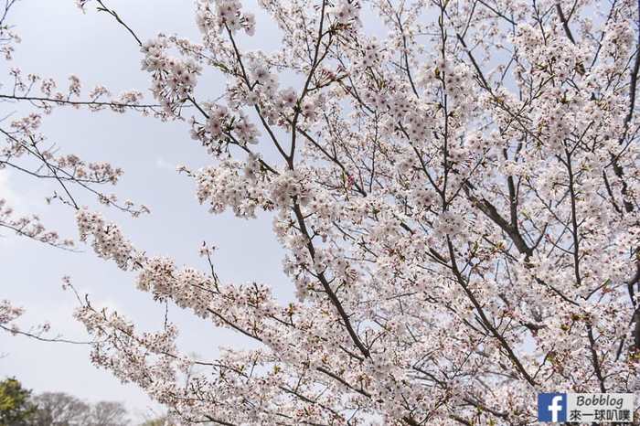 Omiya park sakura 25