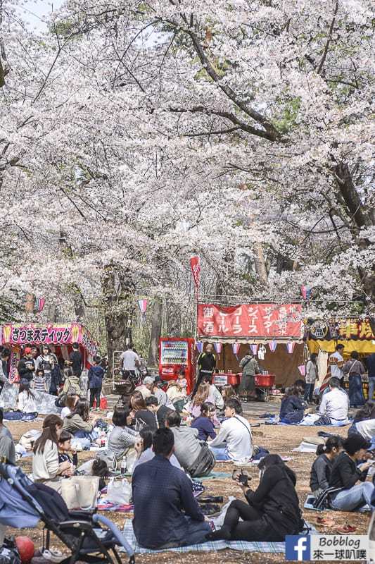 Omiya park sakura 35