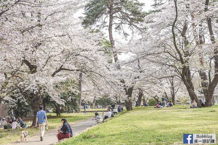 Omiya park sakura 56