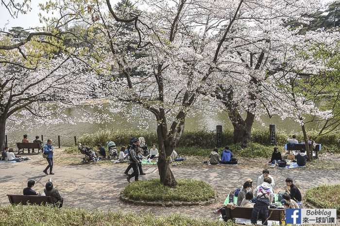 Omiya park sakura 6