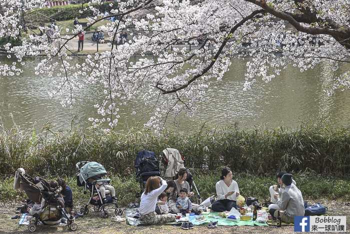 Omiya park sakura 7