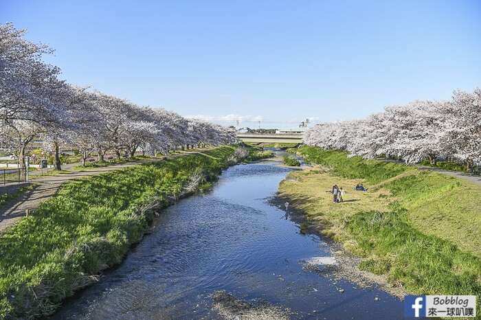 Saitama Kurome River Sakura 16