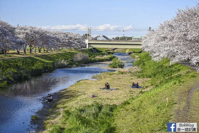Saitama Kurome River Sakura 19