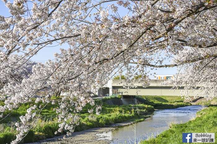 Saitama Kurome River Sakura 25