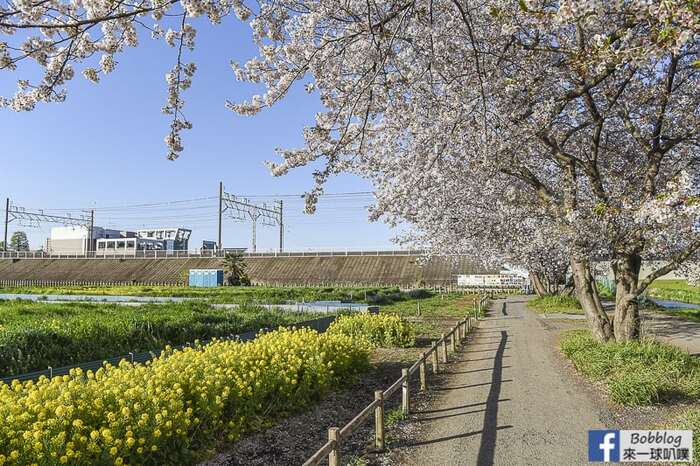 Saitama Kurome River Sakura 32