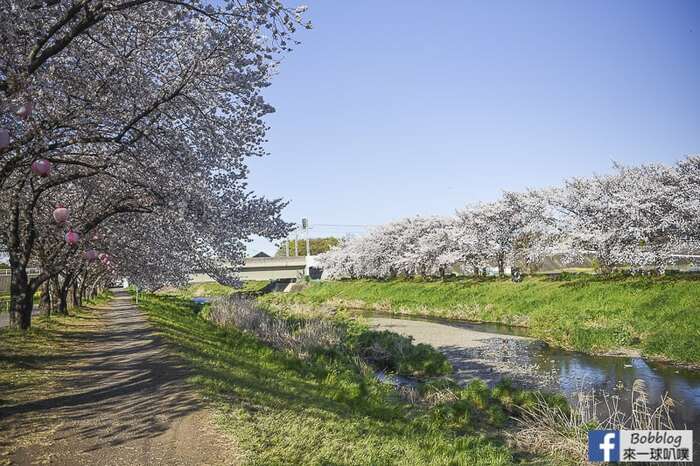 Saitama Kurome River Sakura 9
