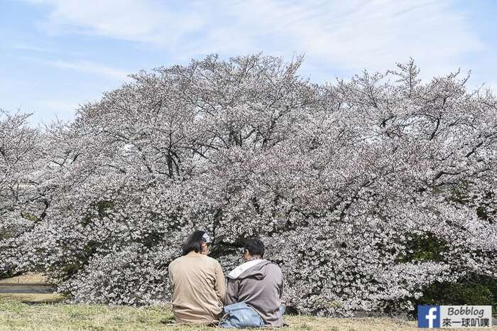 Showakinen koen sakura 20