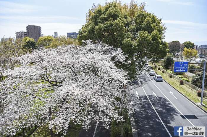 Showakinen koen sakura 3