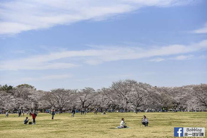 Showakinen koen sakura 47