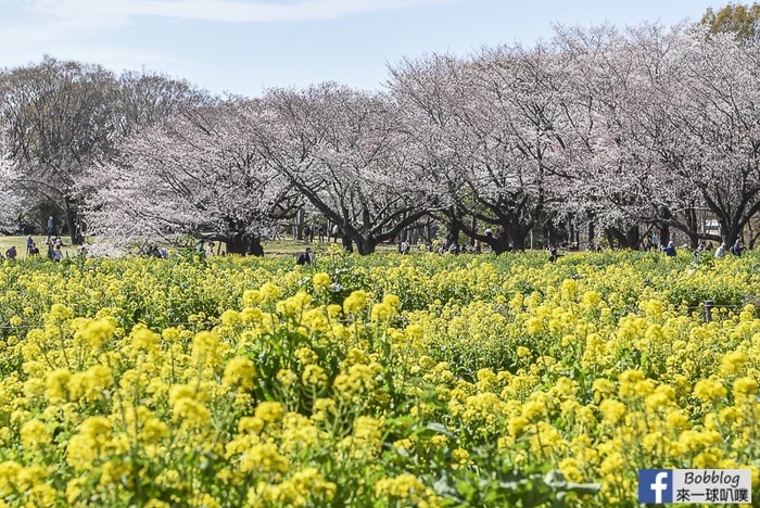 Showakinen koen sakura 60