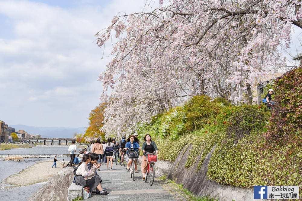 Kamogawa-sakura-11