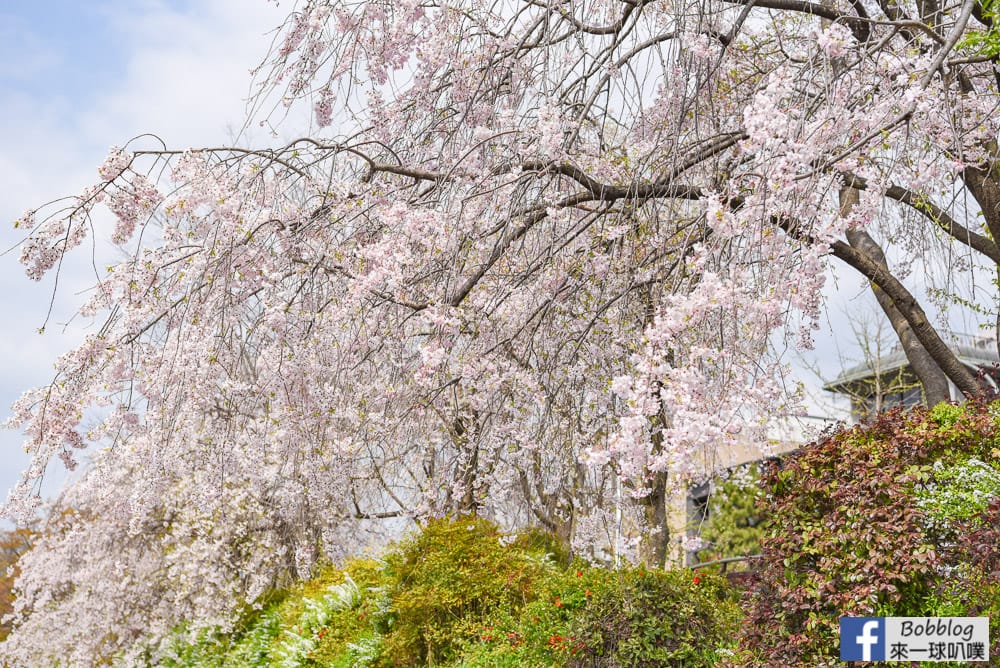 Kamogawa-sakura-12