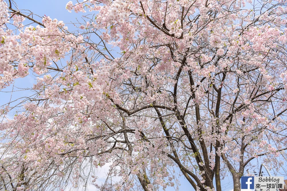 Kamogawa-sakura-13