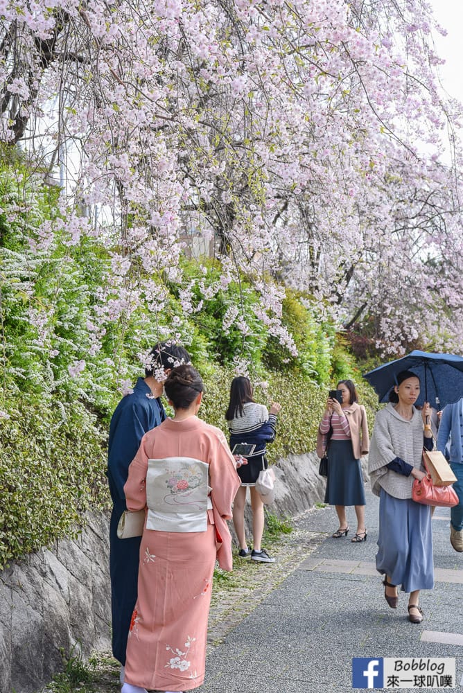 Kamogawa-sakura-14