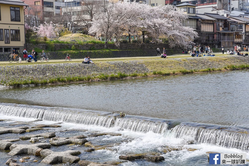 Kamogawa-sakura-16