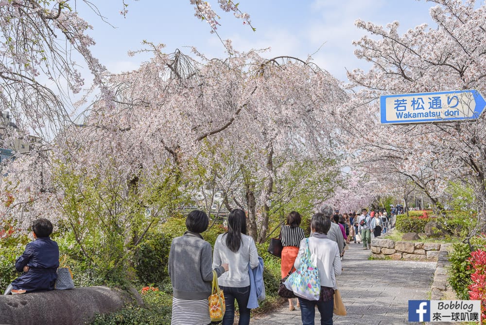 Kamogawa-sakura-21