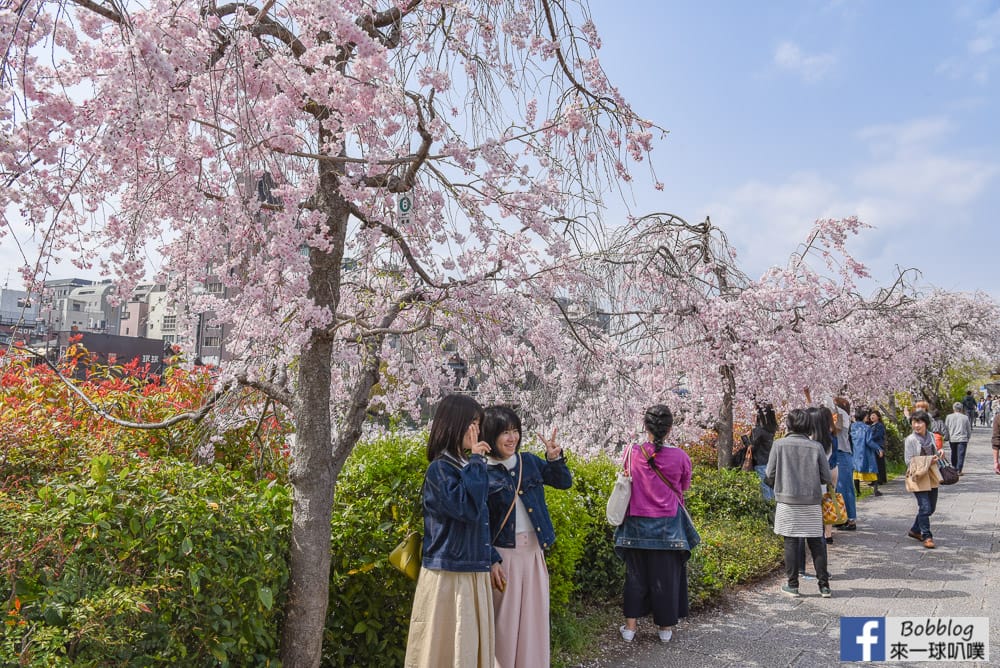 Kamogawa-sakura-22