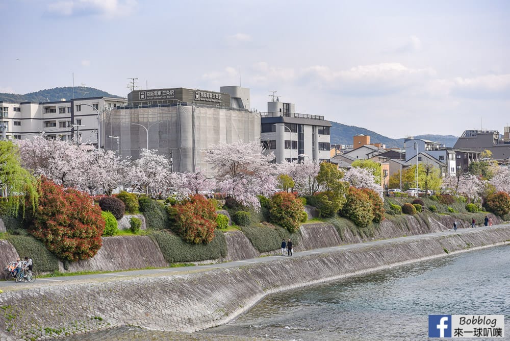 Kamogawa-sakura-24