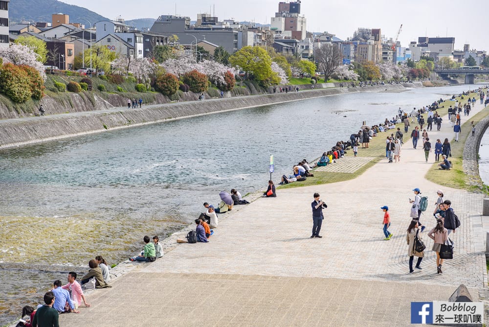 Kamogawa-sakura-25