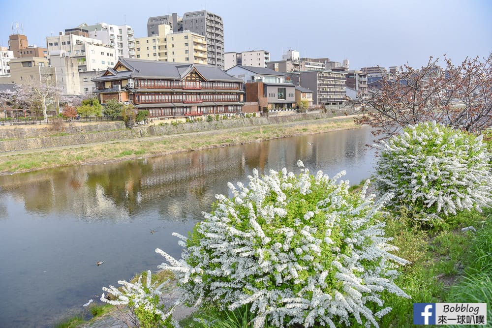 Kamogawa-sakura-32