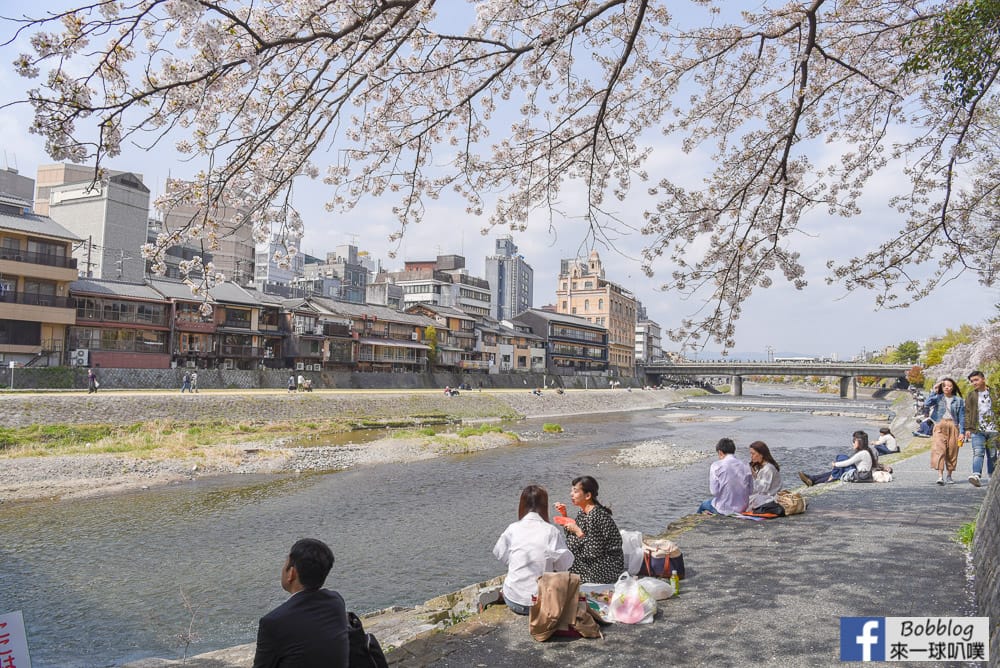 Kamogawa-sakura-4