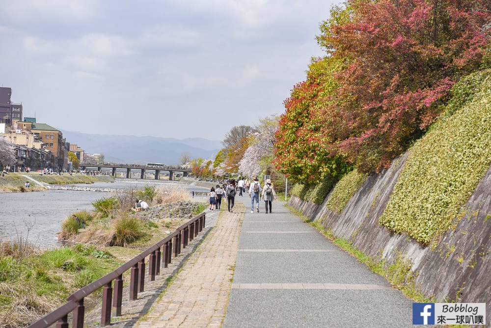 Kamogawa-sakura-9