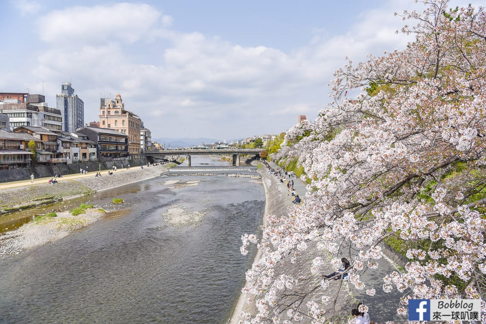 Kamogawa-sakura