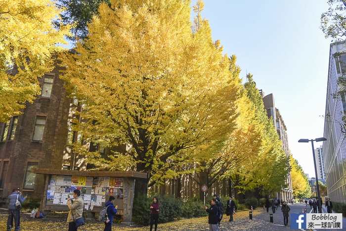 Tokyo university ginkgo tree 20