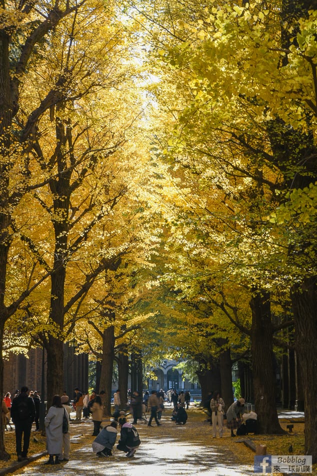 tokyo-university-ginkgo-23