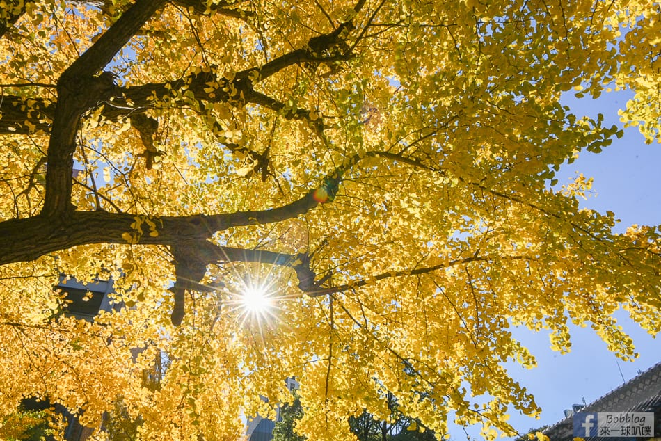 tokyo-university-ginkgo-30