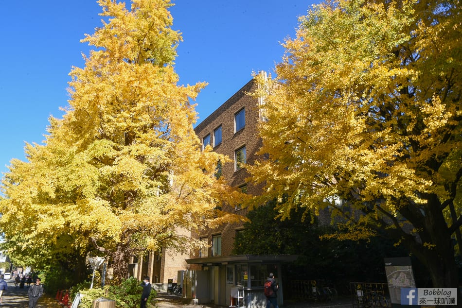 tokyo-university-ginkgo-31