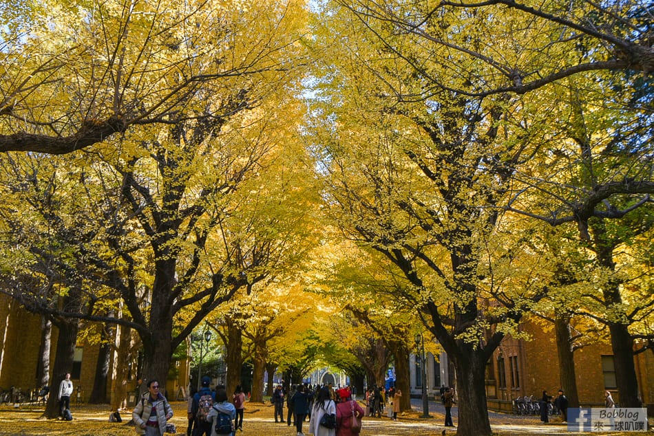 tokyo-university-ginkgo-7